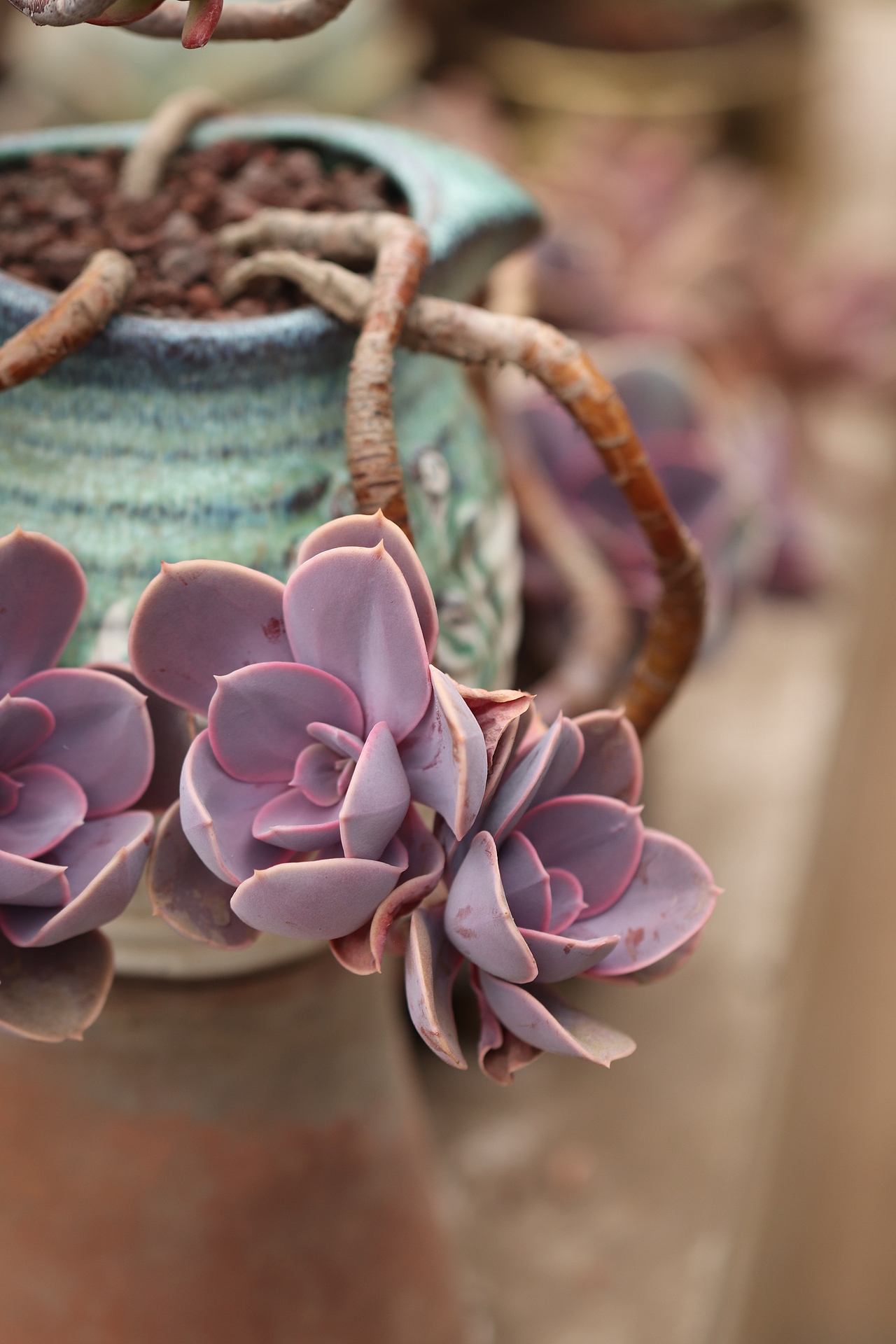 多肉（图ZMjU3MTM2NTYw） - 其他摄影 - 站酷设计师生活可爱原创素材 - 站酷ZCOOL