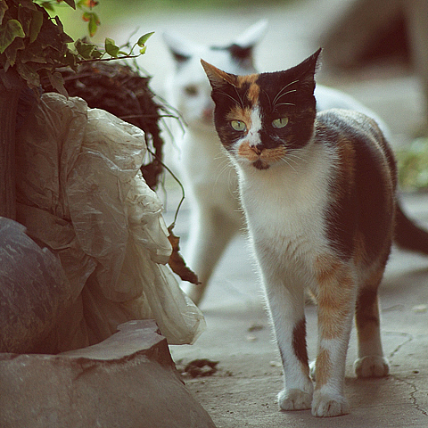 邻村阿婆那里三只猫