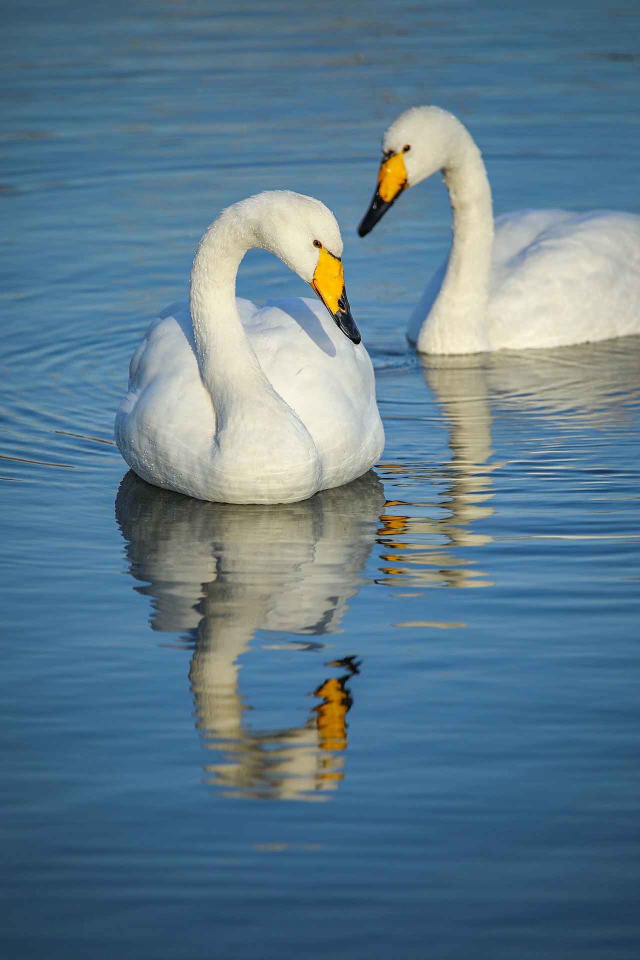 野生保护动物丨大天鹅