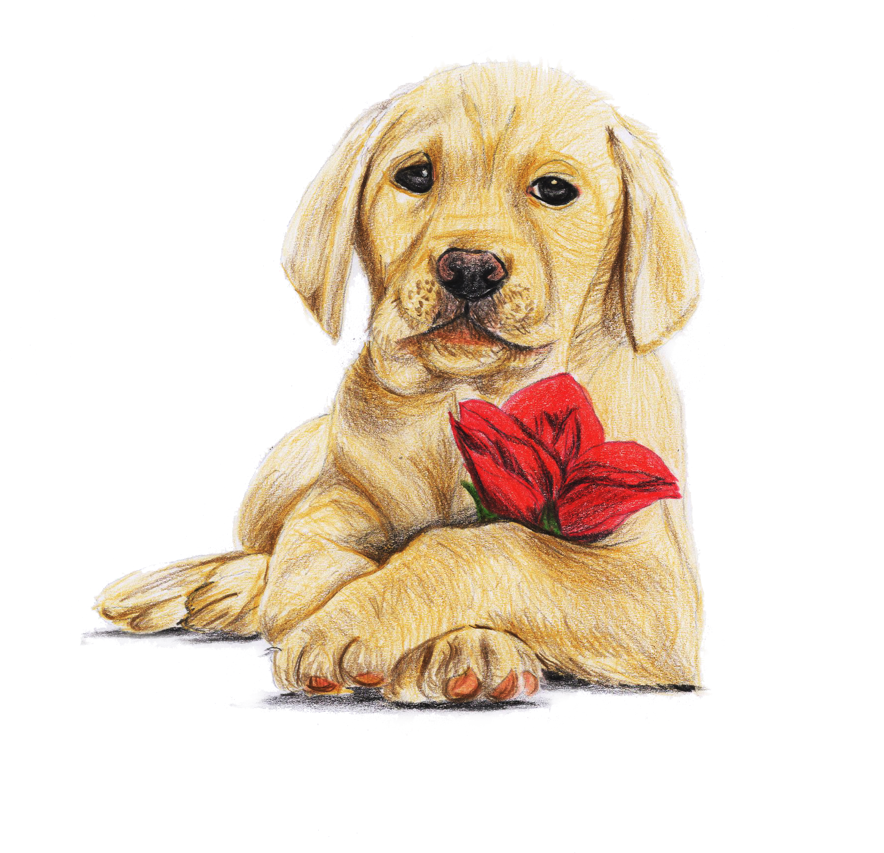 驴大萌狗年画狗狗年大吉彩铅手绘小狗