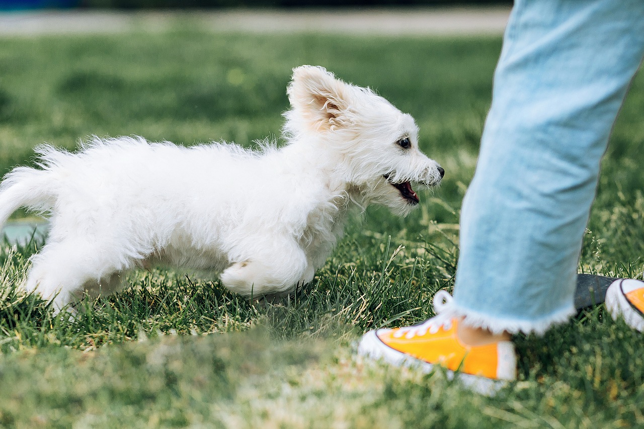 ONE DAY（图ZMjA5MDc4OTYw） - 宠物摄影 - 站酷设计师摄影师鹿行风原创素材 - 站酷ZCOOL