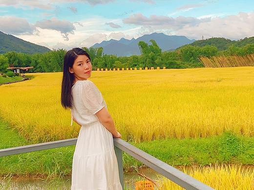 米埗稻田里的夏天