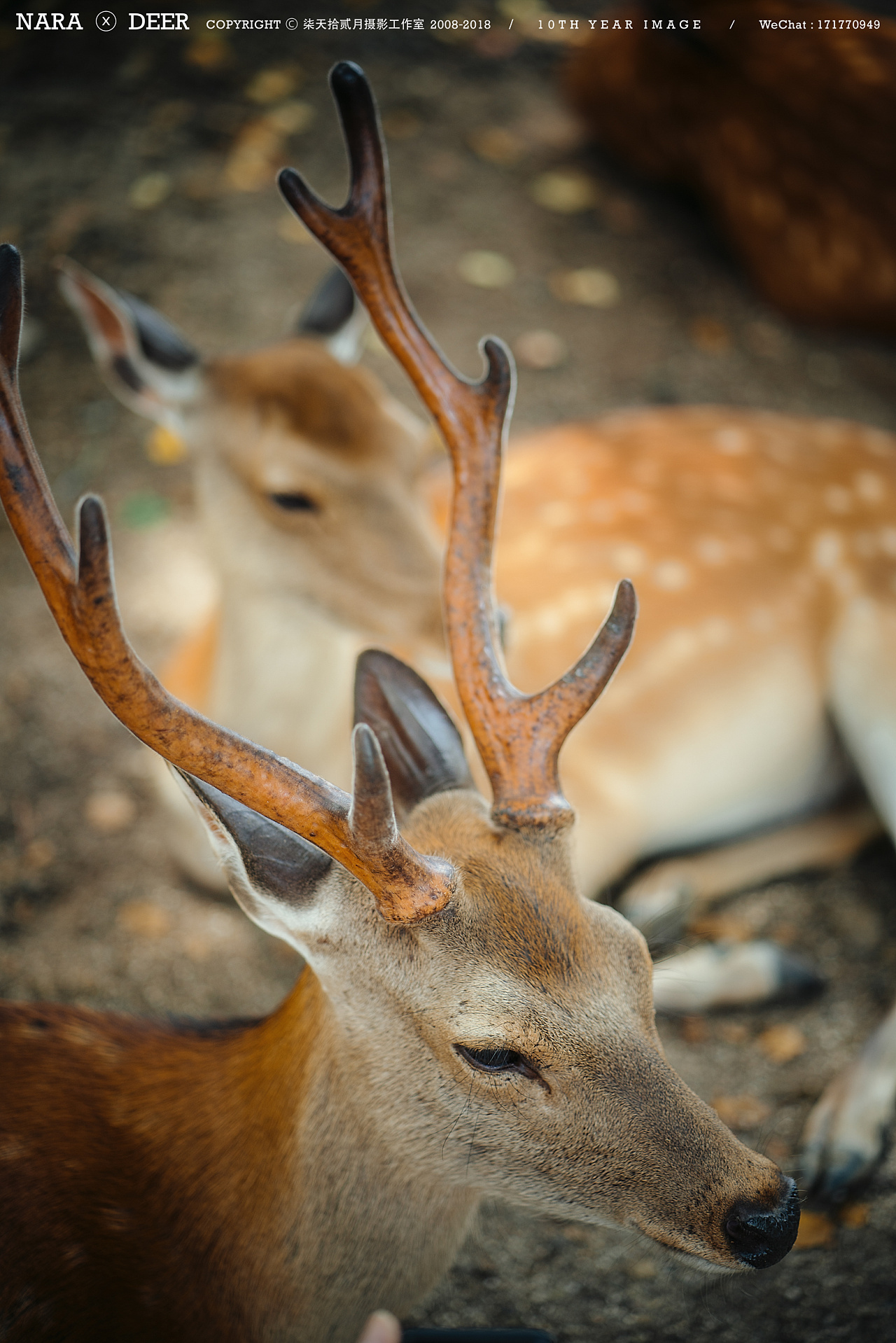 奈良の鹿