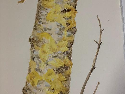 365天水彩-植物2