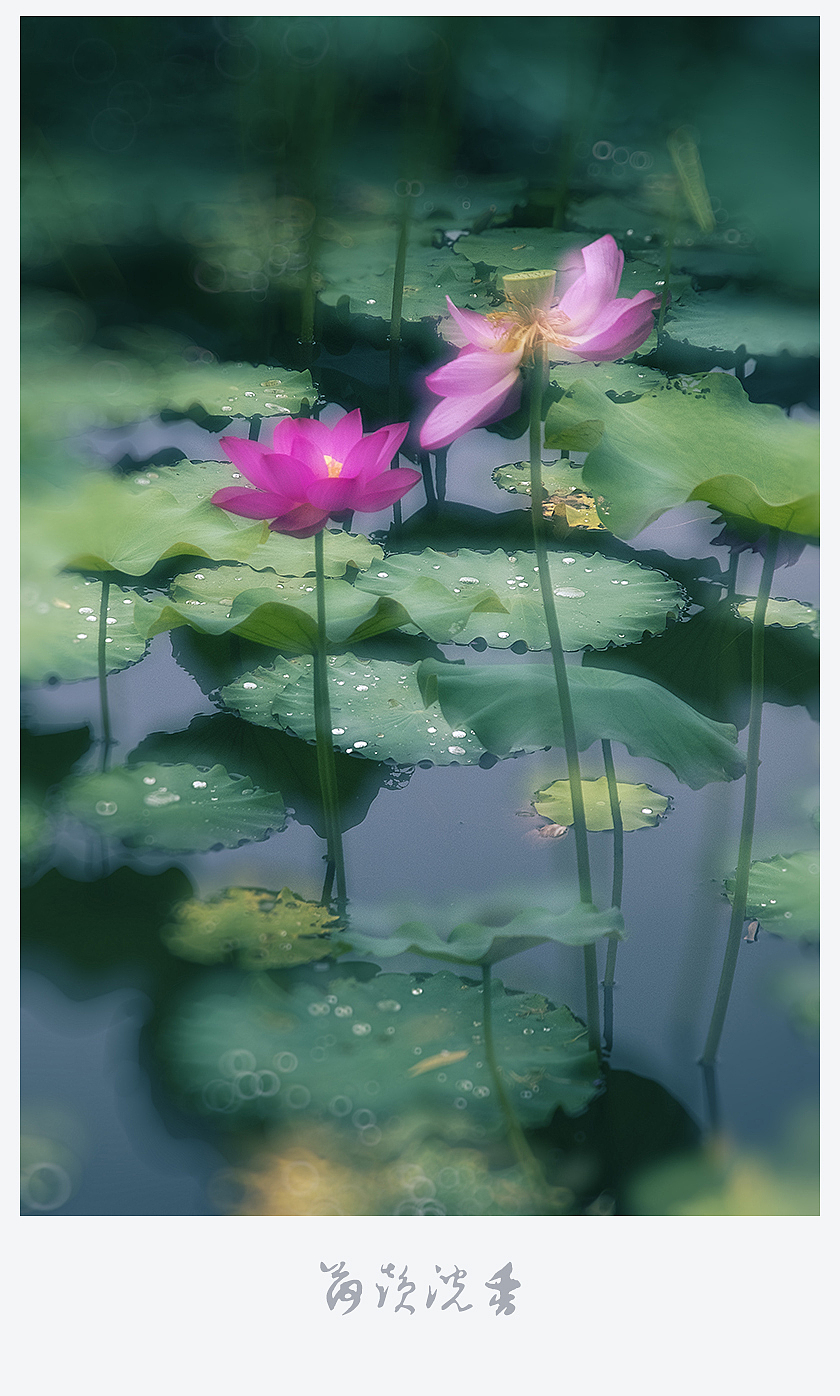 【荷韵沉香】（图ZMjEzNDE1OTE2） - 风光摄影 - 站酷设计师老陆逍遥原创素材 - 站酷ZCOOL