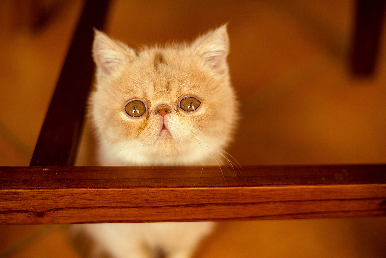 偶是一只叫做包子的猫（图ZOTY3NzgxODg=） - 宠物摄影 - 站酷设计师冈拉梅朵原创素材 - 站酷ZCOOL