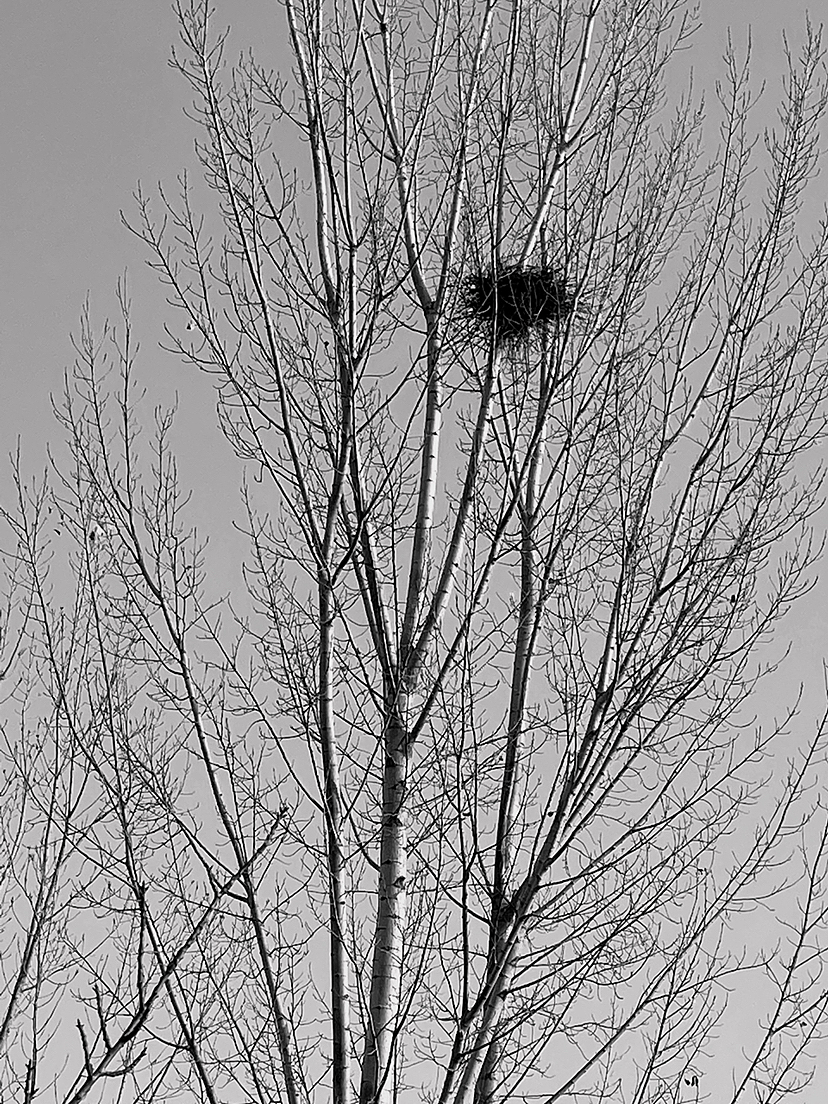 刘勇良手机纪实摄影:巢