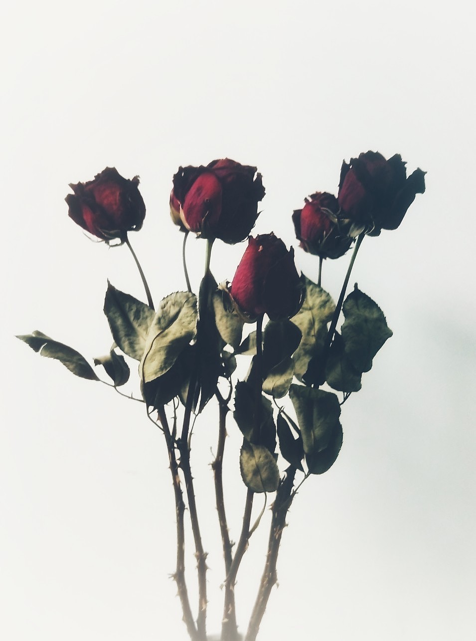 【心情篇】—玫瑰干花