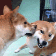 柴犬齐天动图篇表情包（图ZMTgwNDUxOTEy） - 网络表情 - 站酷设计师非正常猫狗研究所原创素材 - 站酷ZCOOL