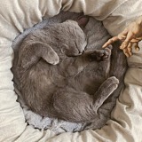 挡递汪的头像