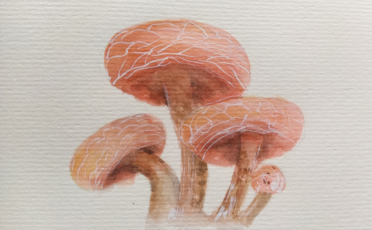 水彩蔬菜（图ZMjc4OTI1NTg0） - 绘画 - 站酷设计师胖女侠原创素材 - 站酷ZCOOL