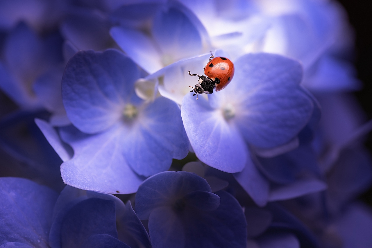 紫色浪漫（图ZMTYwNjU3MDYw） - 风光摄影 - 站酷设计师沉默畅想曲原创素材 - 站酷ZCOOL