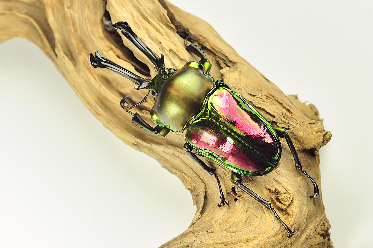 世界上最漂亮的锹甲彩虹锹甲