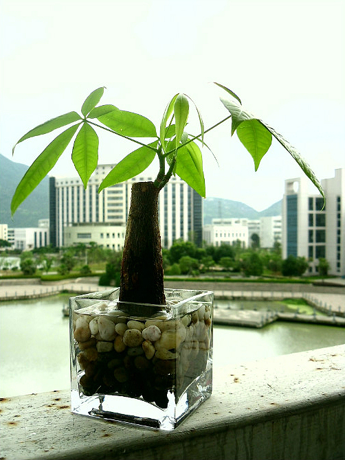 逝去不了的那些我的小生命