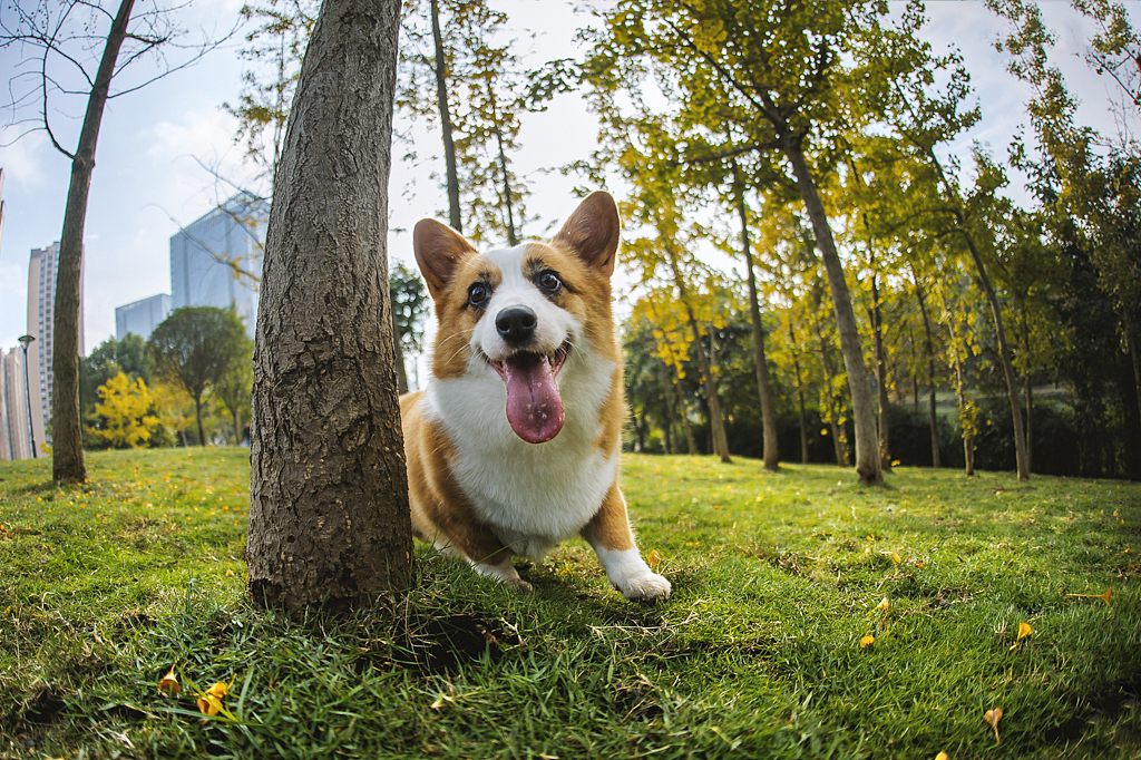 【均木纪实宠物摄影】