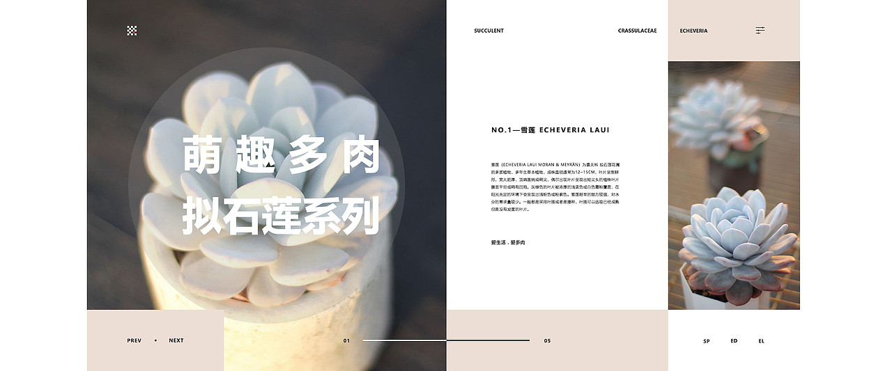 一组多肉主题的banner练习（图ZMTc4MzQ5MzI0） - 运营设计 - 站酷设计师湛麓原创素材 - 站酷ZCOOL