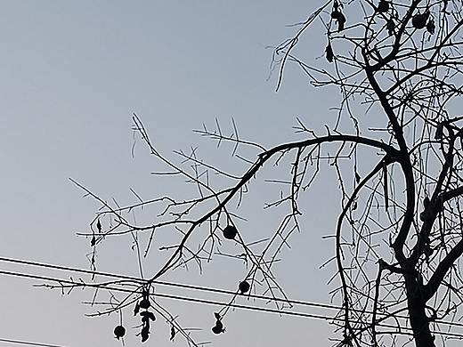 木古