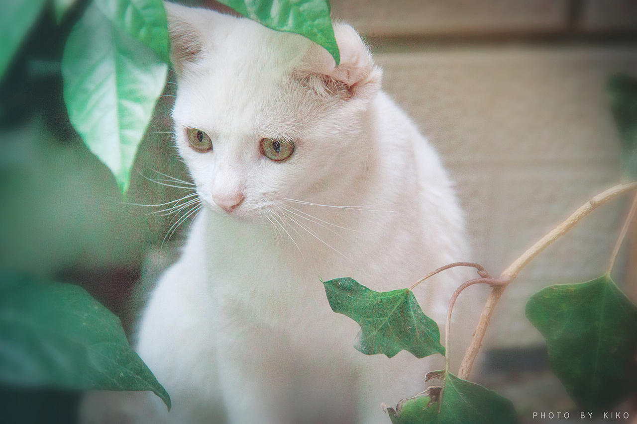 莓 · 猫（图ZMzQxMjE0OTI=） - 人像摄影 - 站酷设计师Kiko.li原创素材 - 站酷ZCOOL
