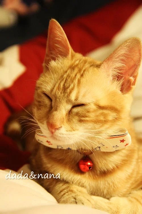 小黄猫-nana（图ZMjYyMjQ0NDg=） - 宠物摄影 - 站酷设计师李大白白原创素材 - 站酷ZCOOL