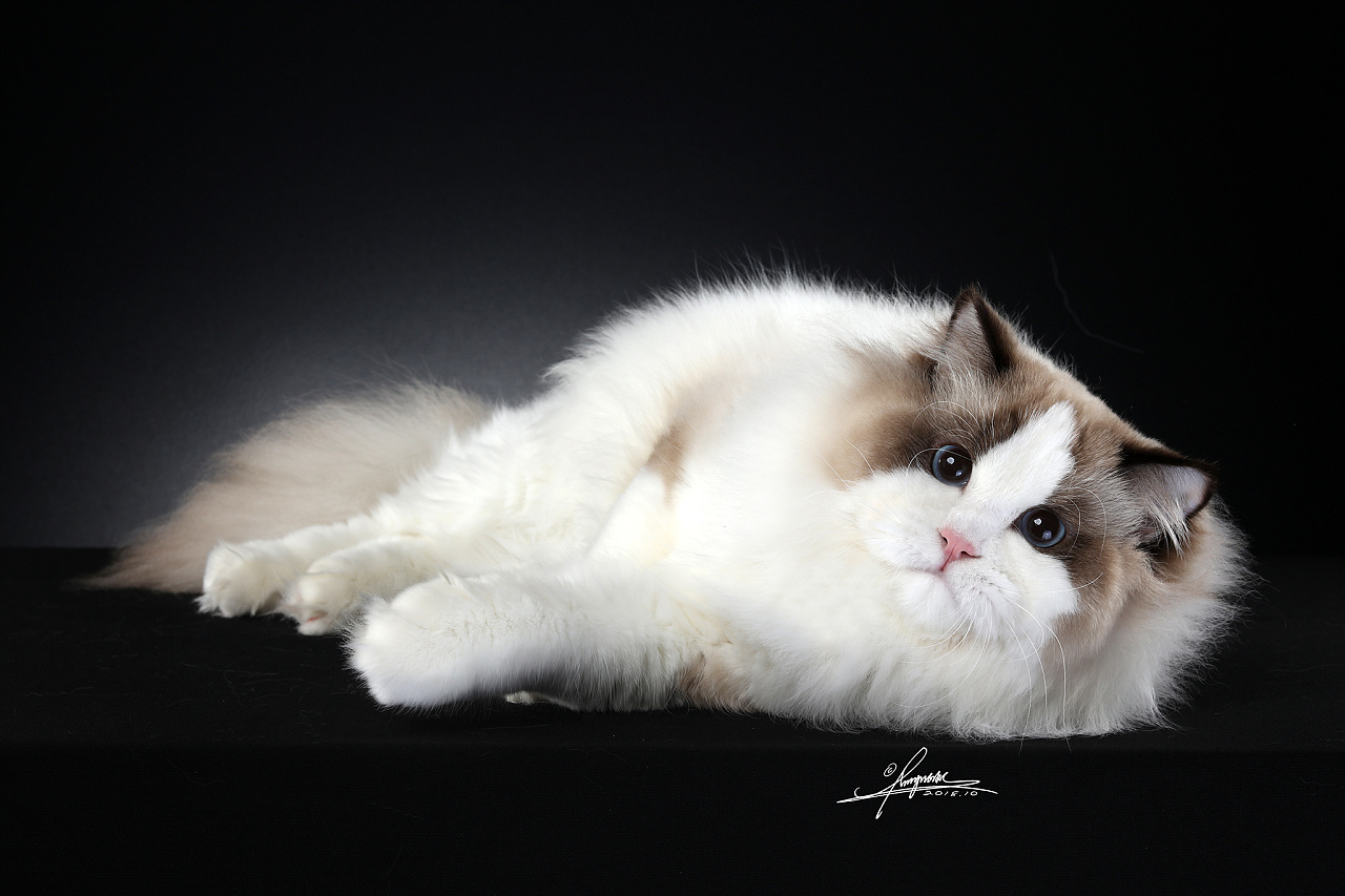 布偶猫|摄影|宠物摄影|amyworks赛猫摄影 - 原创作品 - 站酷 (zcool)
