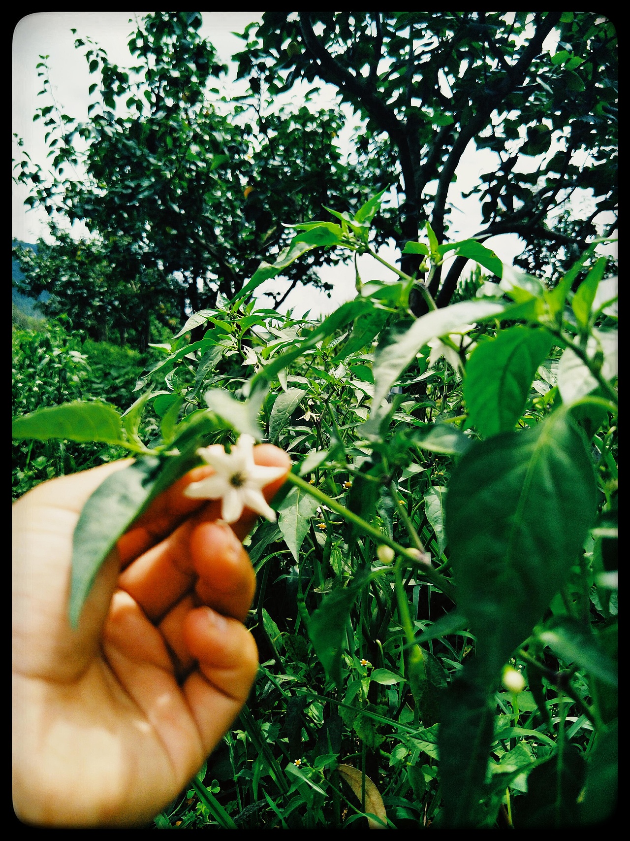 雁塔花果行，夕颜绕梨生。:leaves:（图ZMTIzNzc4ODIw） - 产品摄影 - 站酷设计师树深栖乌不语原创素材 - 站酷ZCOOL