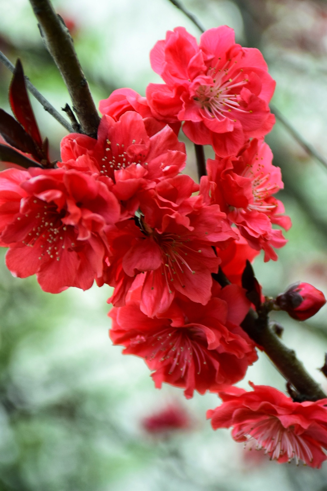 南京红梅花品种图片图片