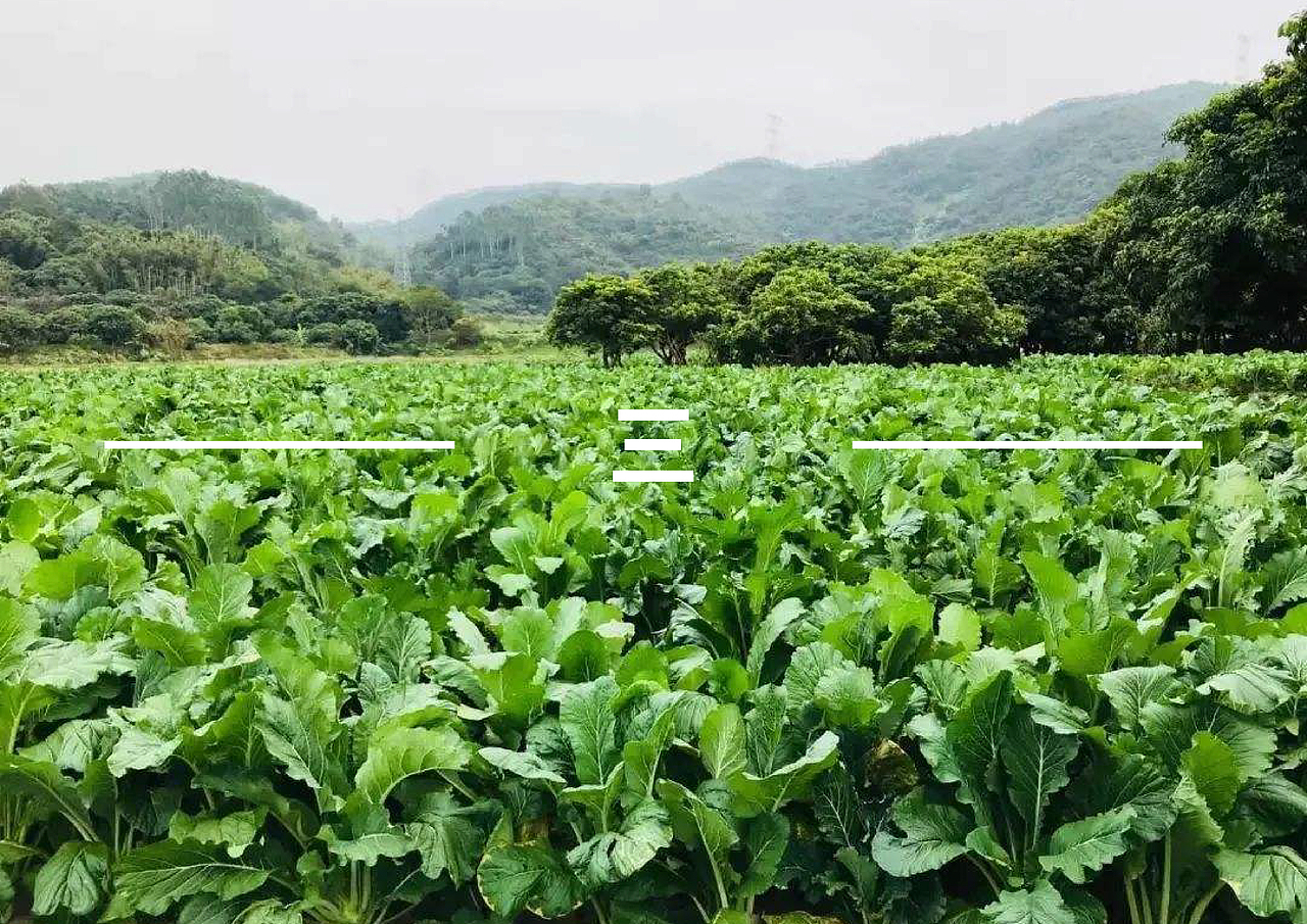 增城迟菜心——VI品牌形象设计（图ZMTkzMjAzNzEy） - 品牌 - 站酷设计师邦效品牌研究所原创素材 - 站酷ZCOOL