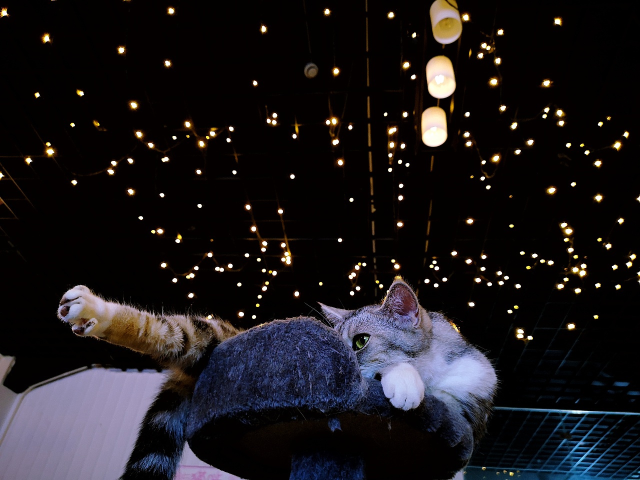 梦幻猫咪唯美桌面壁纸-壁纸图片大全