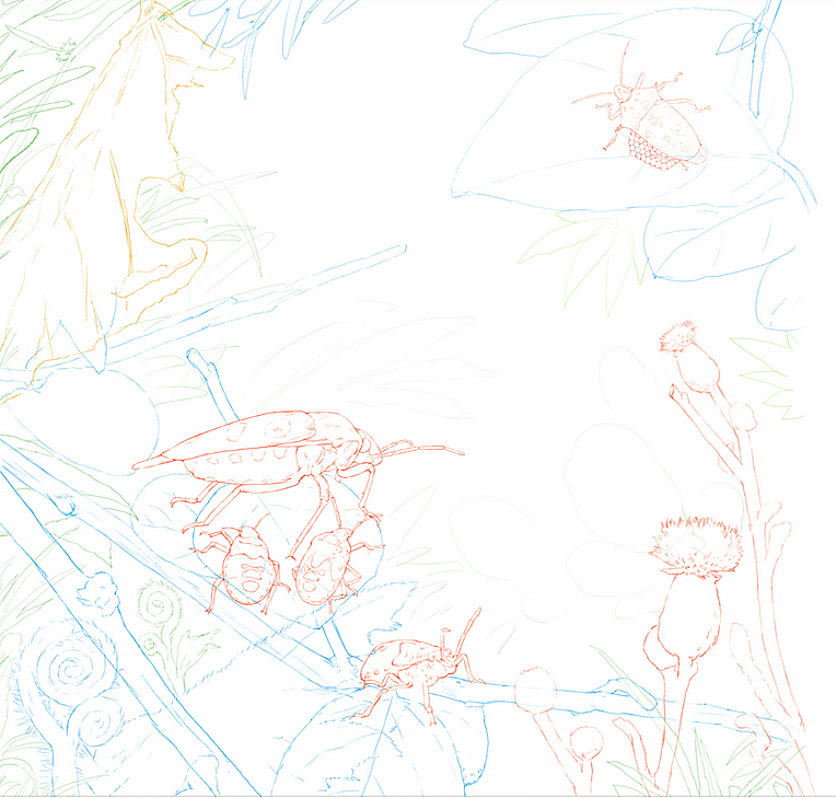 科普插画-写实昆虫:角盾蝽、竹节虫