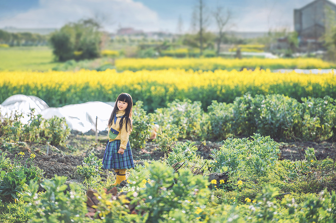 开满油菜花的田野