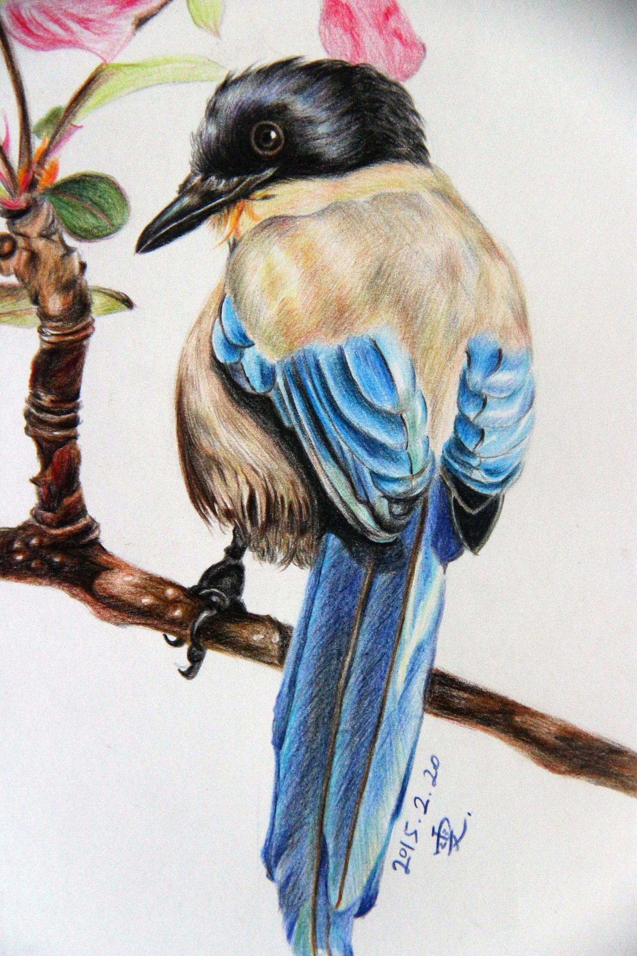 彩铅 苹果花 灰喜鹊|插画|创作习作|蚊小盛 - 原创作品 - 站酷 (zcool