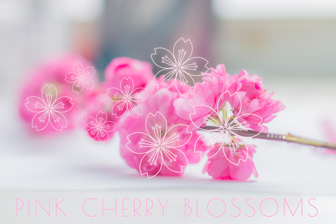 pink cherry blossoms-粉色樱花