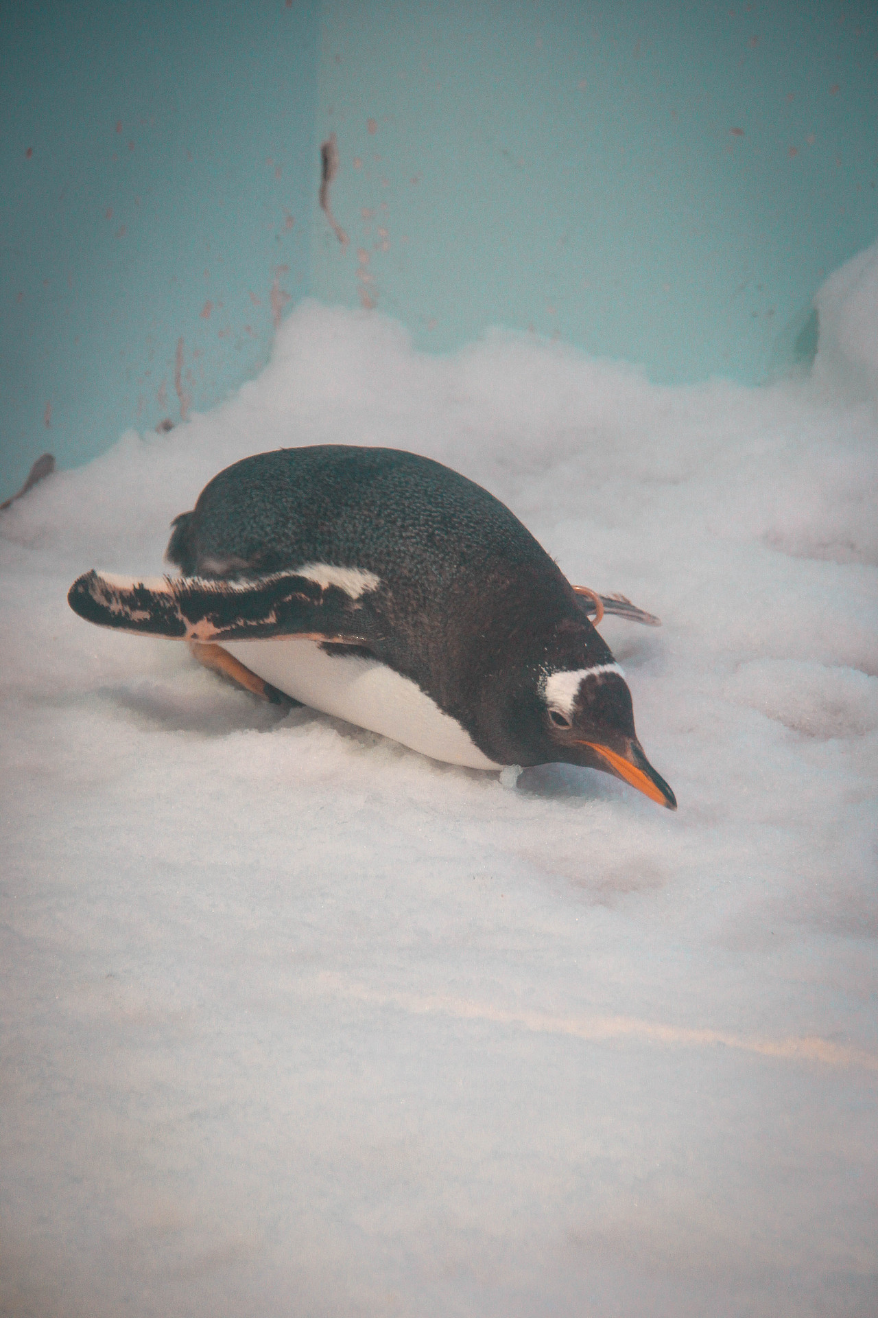 正佳极地海洋馆——企鹅