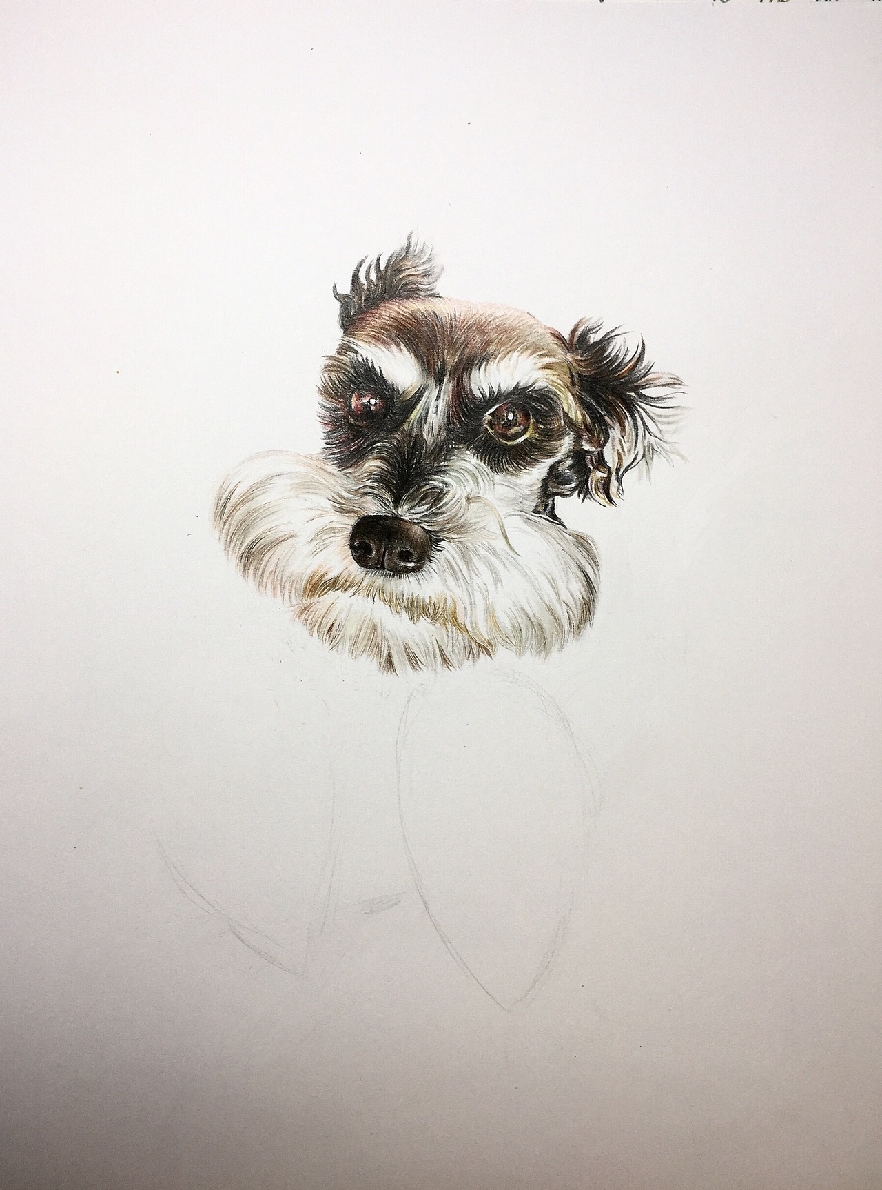 彩铅萌宠雪纳瑞|纯艺术|绘画|毛伟漫画_原创作品-站酷zcool