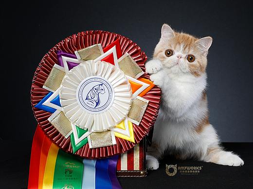 异国短毛猫