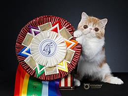 异国短毛猫