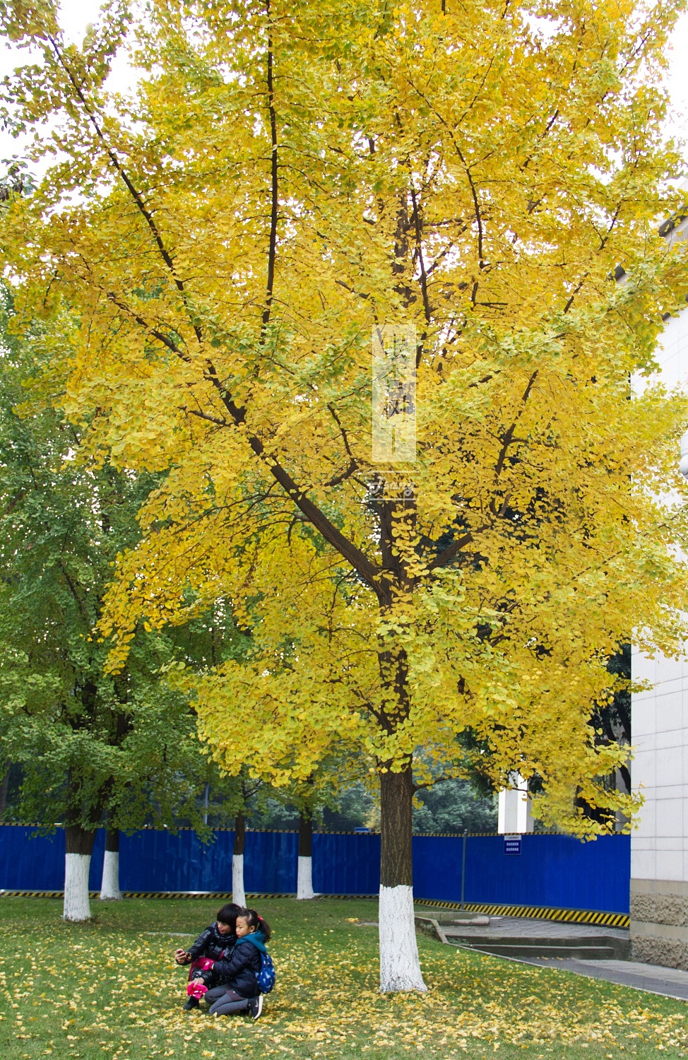 银杏树下