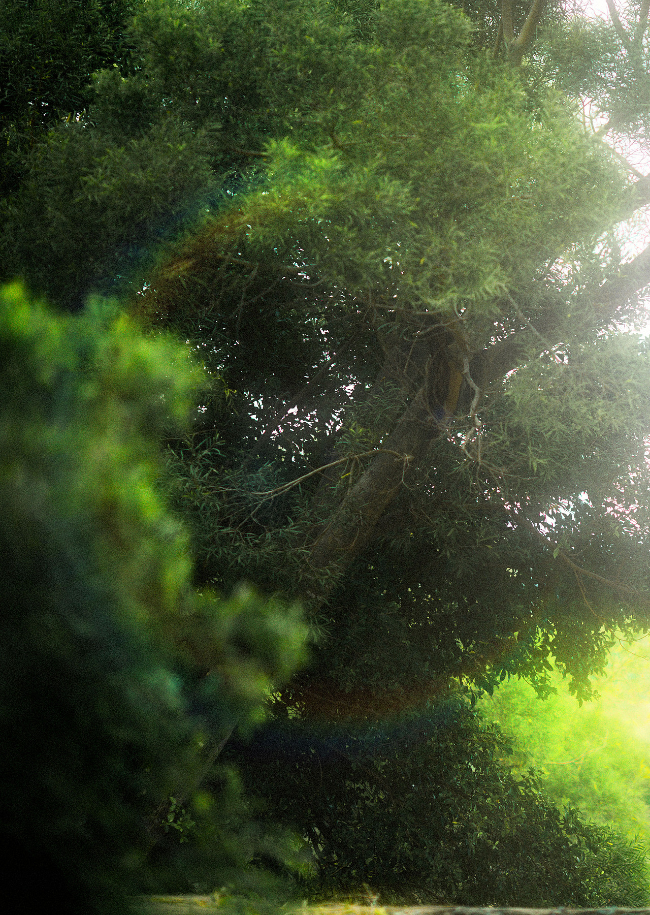 *新绿（图ZMjc4NzA4ODYw） - 人像摄影 - 站酷设计师狒狒Aurora原创素材 - 站酷ZCOOL