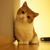 二月初的头像