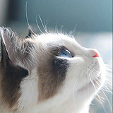 LeeLiang_ZZ的头像