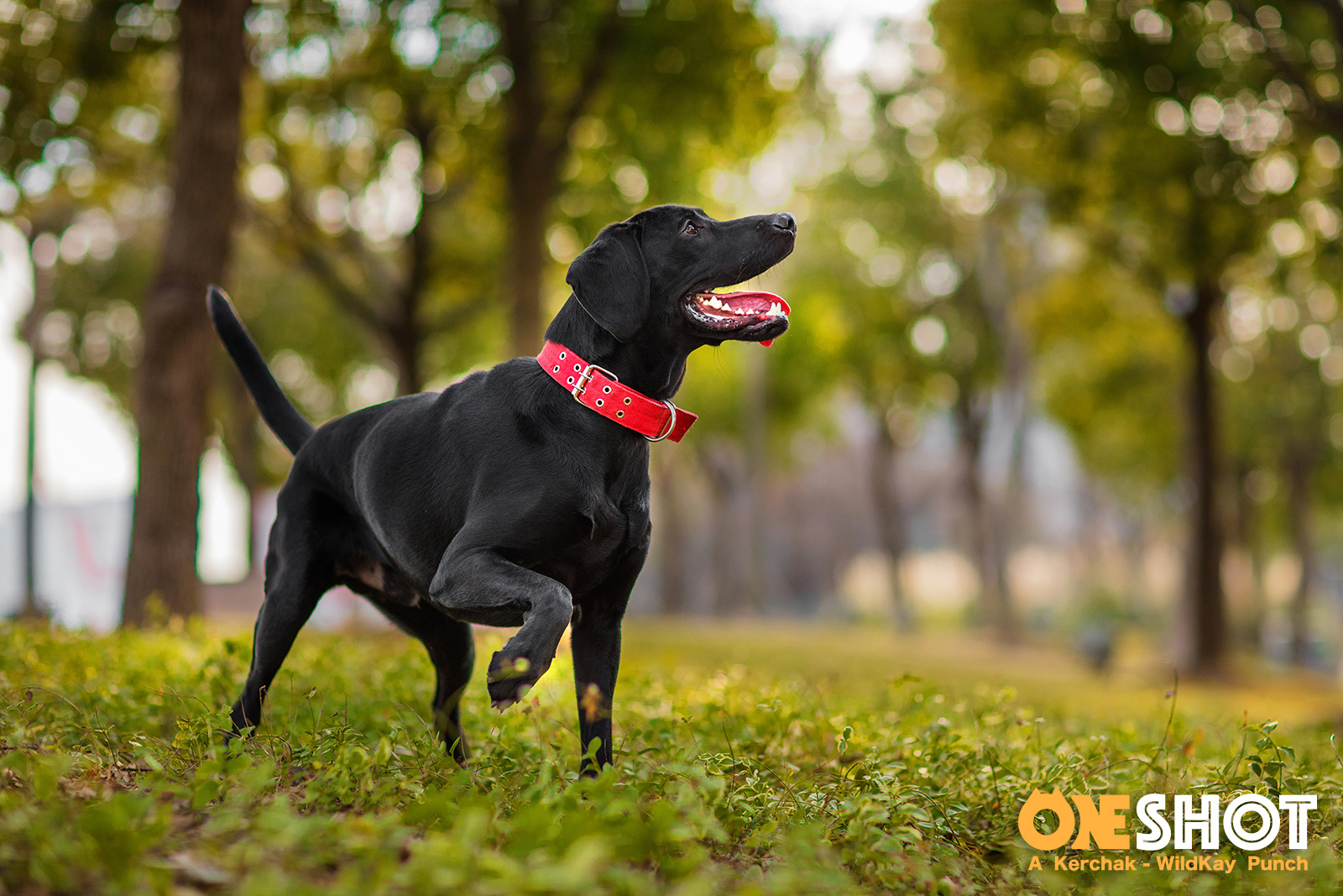 狗年魔都团 ii - 红圈狗头