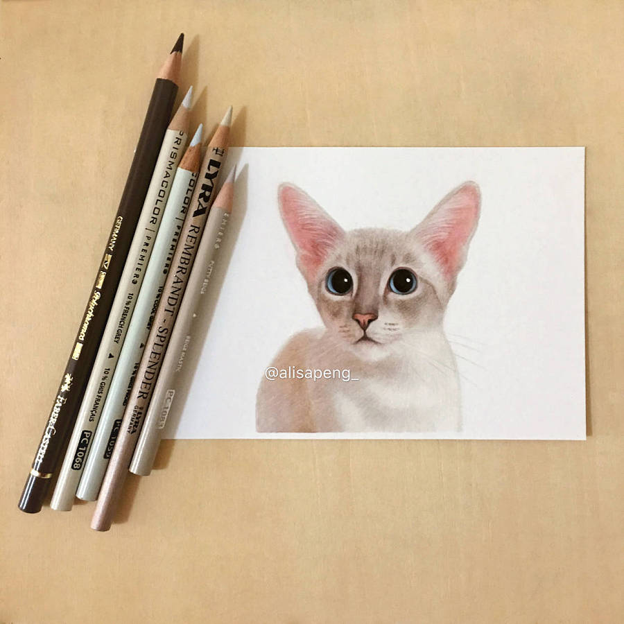 彩铅 暹罗猫