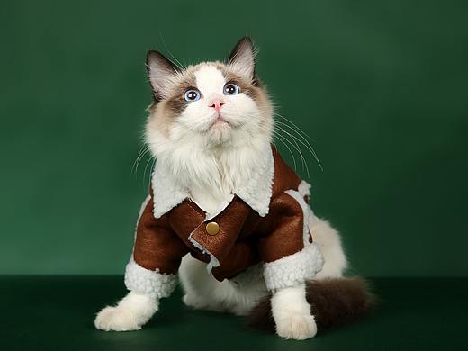 宠物摄影布偶猫公主名叫不点