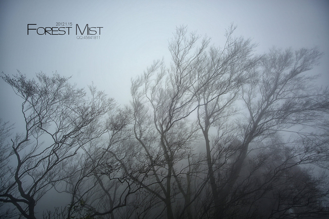 迷雾森林Forest Mist（图ZNDgyMDIyOA==） - 风光摄影 - 站酷设计师easycdad原创素材 - 站酷ZCOOL