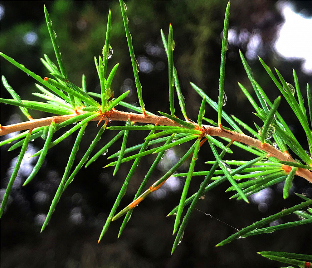 刘勇良手机纪实摄影：松糖挂满了枝头