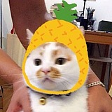 用戶頭像