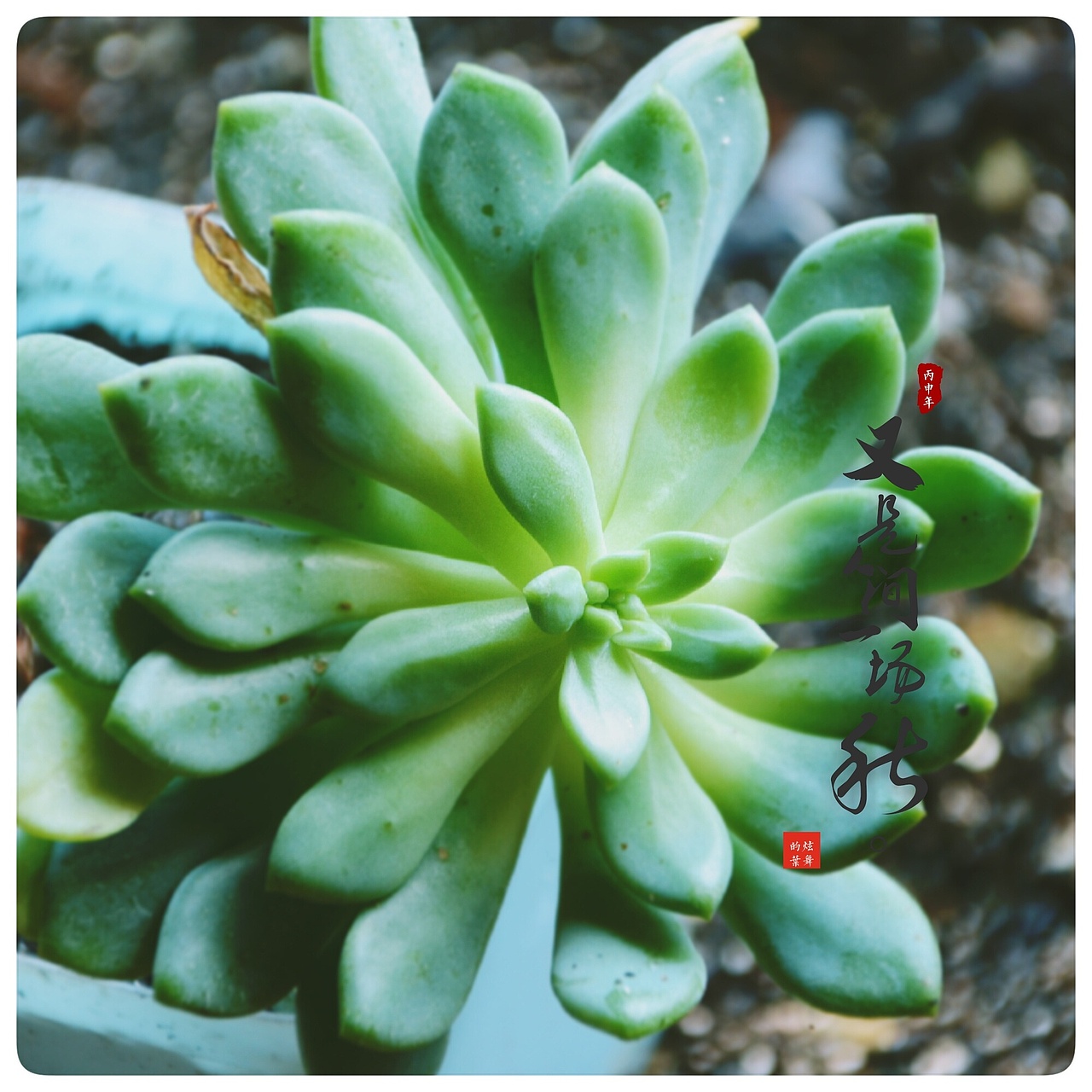 花的记忆（图ZOTMwODI5MTI=） - 风光摄影 - 站酷设计师爱摄影的五花肉原创素材 - 站酷ZCOOL