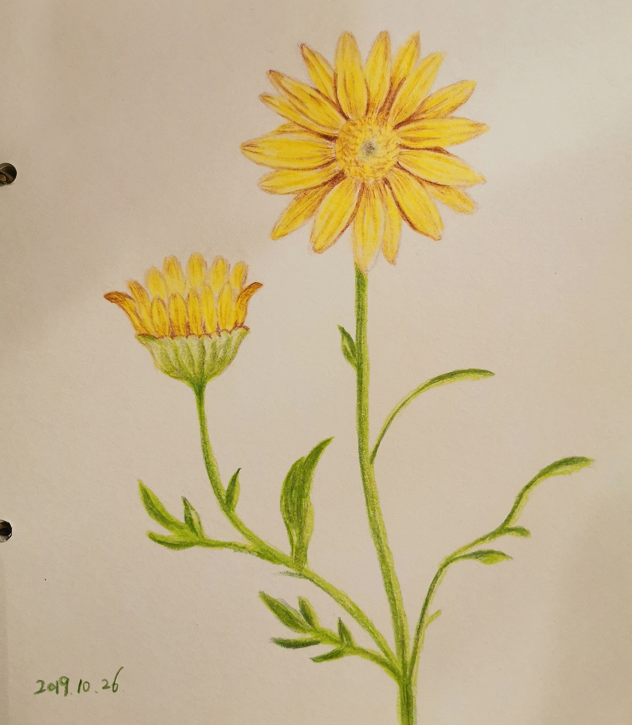 花卉系列彩铅画