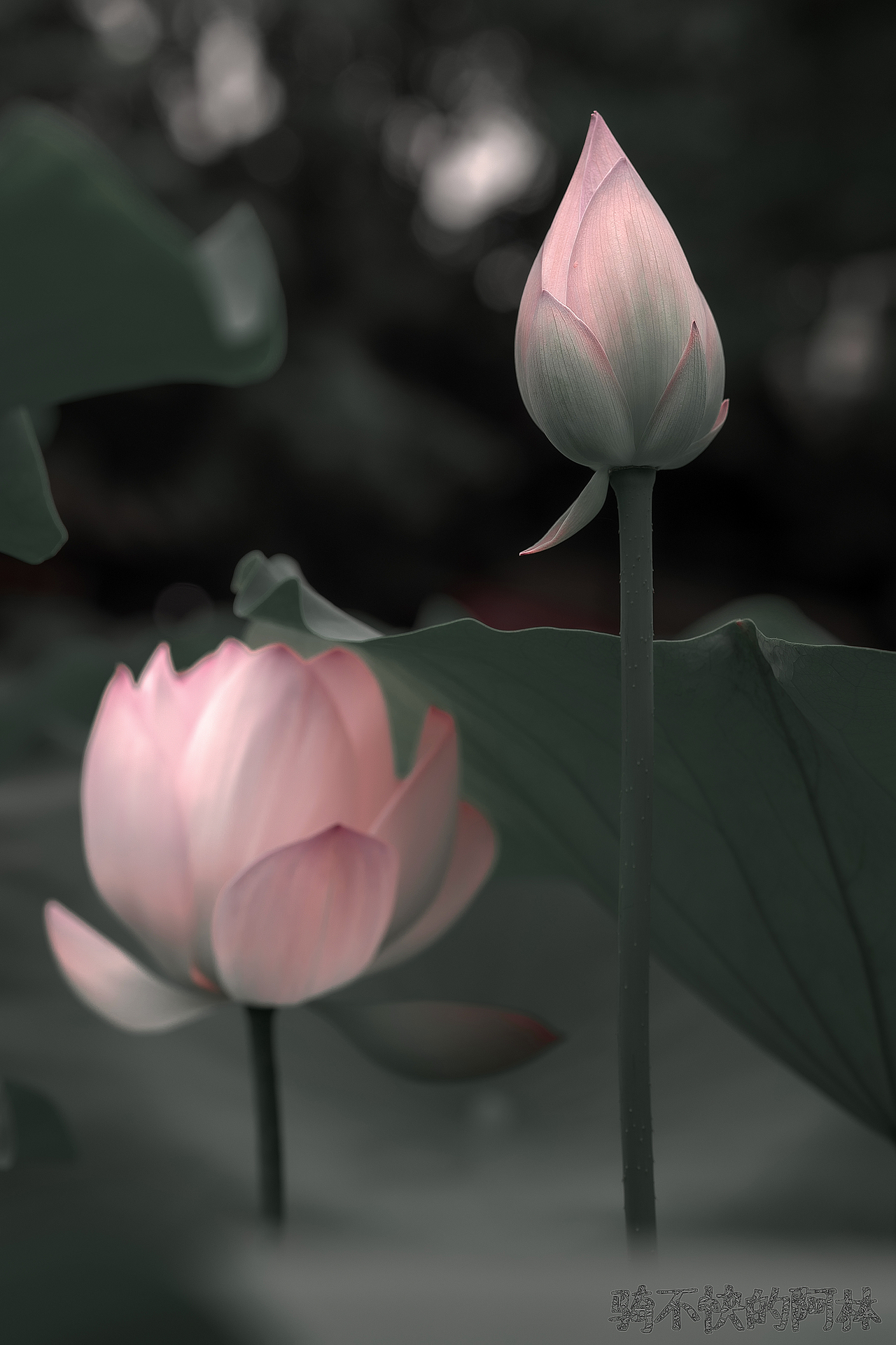 莲花朵朵开（图ZMjU5NTE1NzY4） - 人像摄影 - 站酷设计师骑不快的阿林原创素材 - 站酷ZCOOL