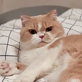 嗷呜Wuuuuuu的头像